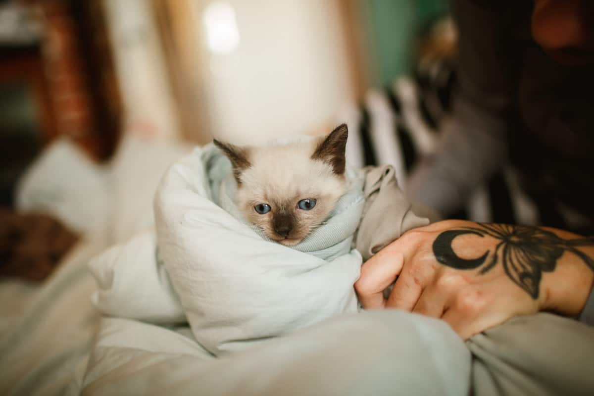 Tips For Bringing a Kitten Home 3 safely transporting a cat