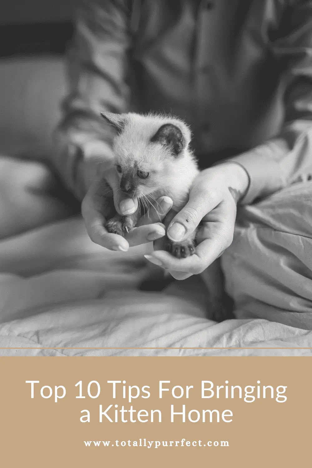Tips For Bringing a Kitten Home