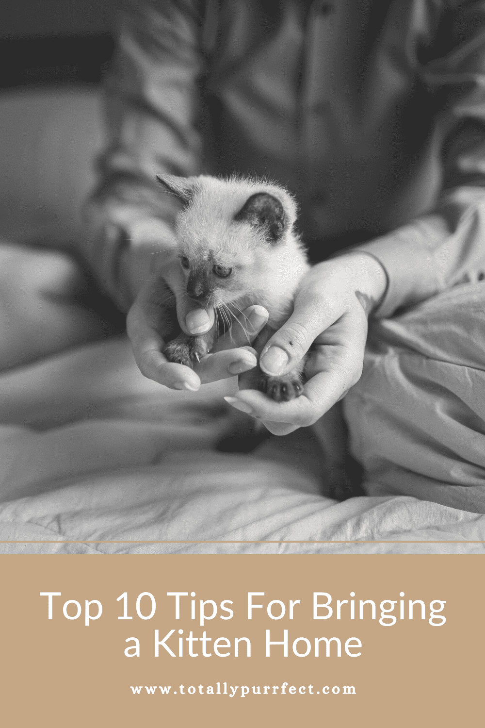 Tips For Bringing a Kitten Home 5 Tips For Bringing a Kitten Home