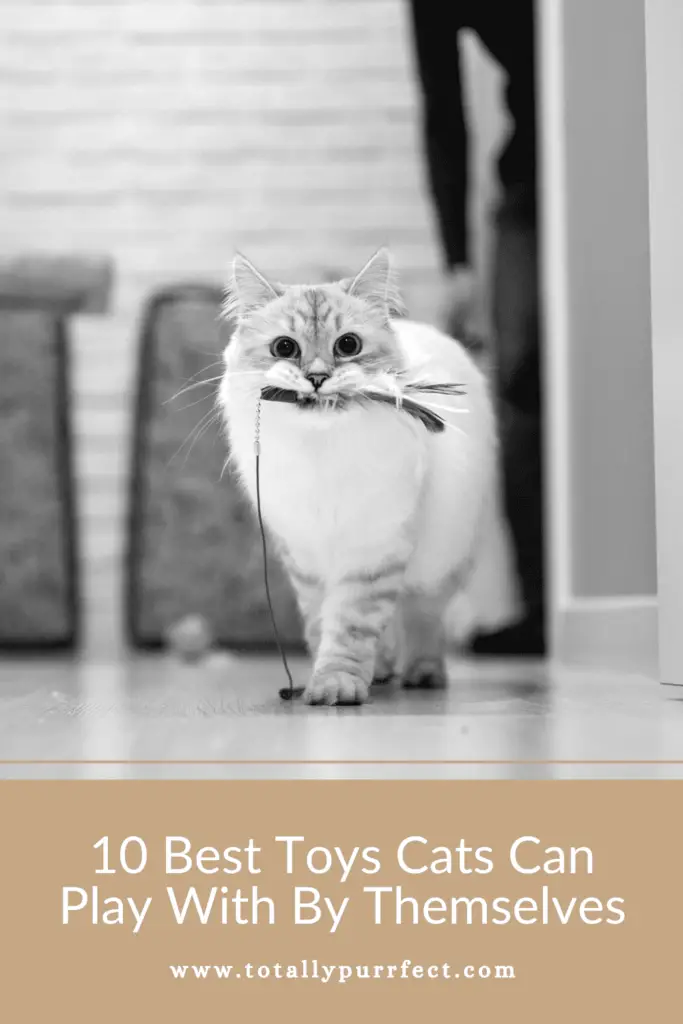 Toys Cats Can Play With By Themselves
