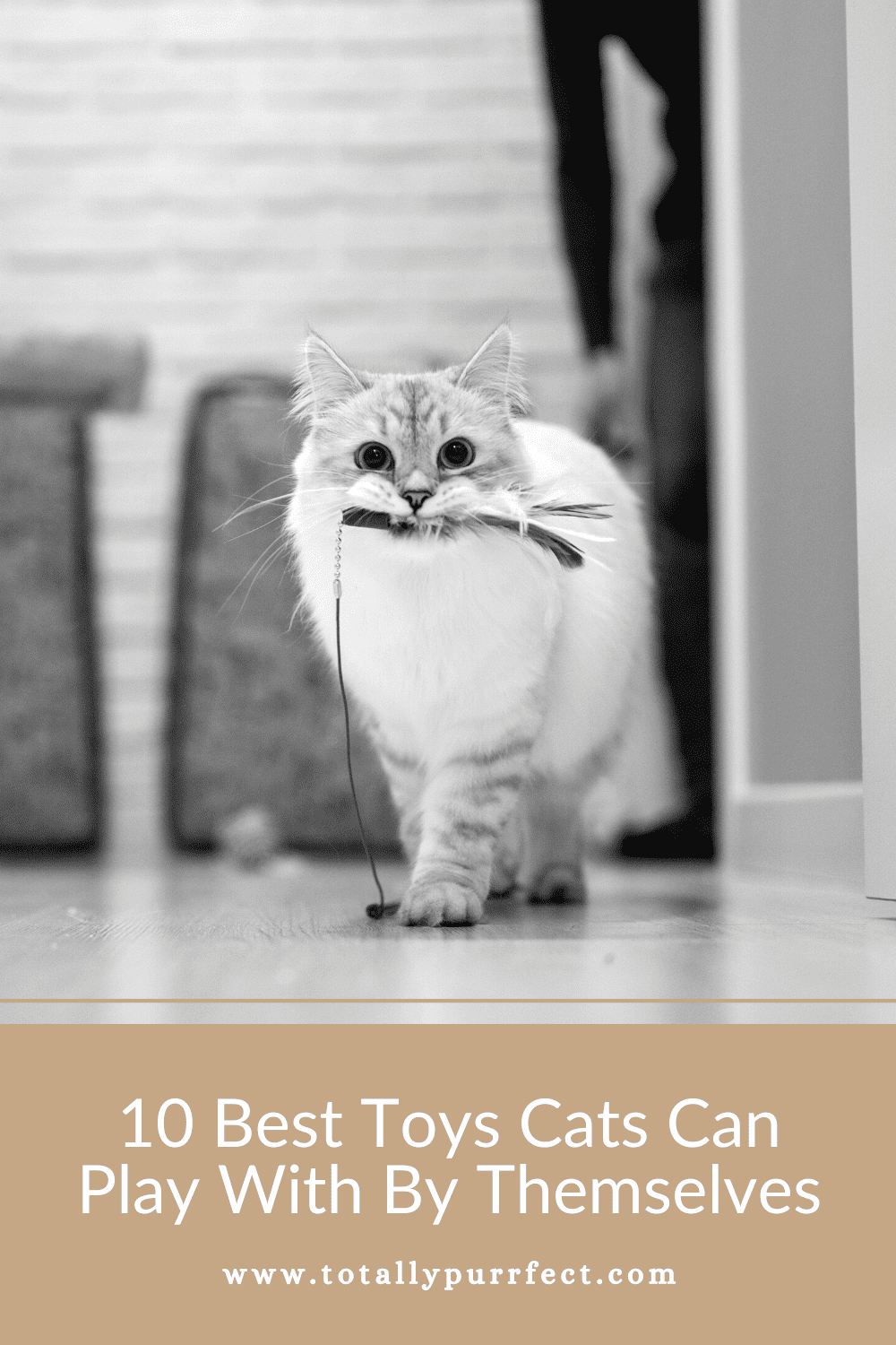 10 Best Toys Cats Can Play With By Themselves Totally Purrfect