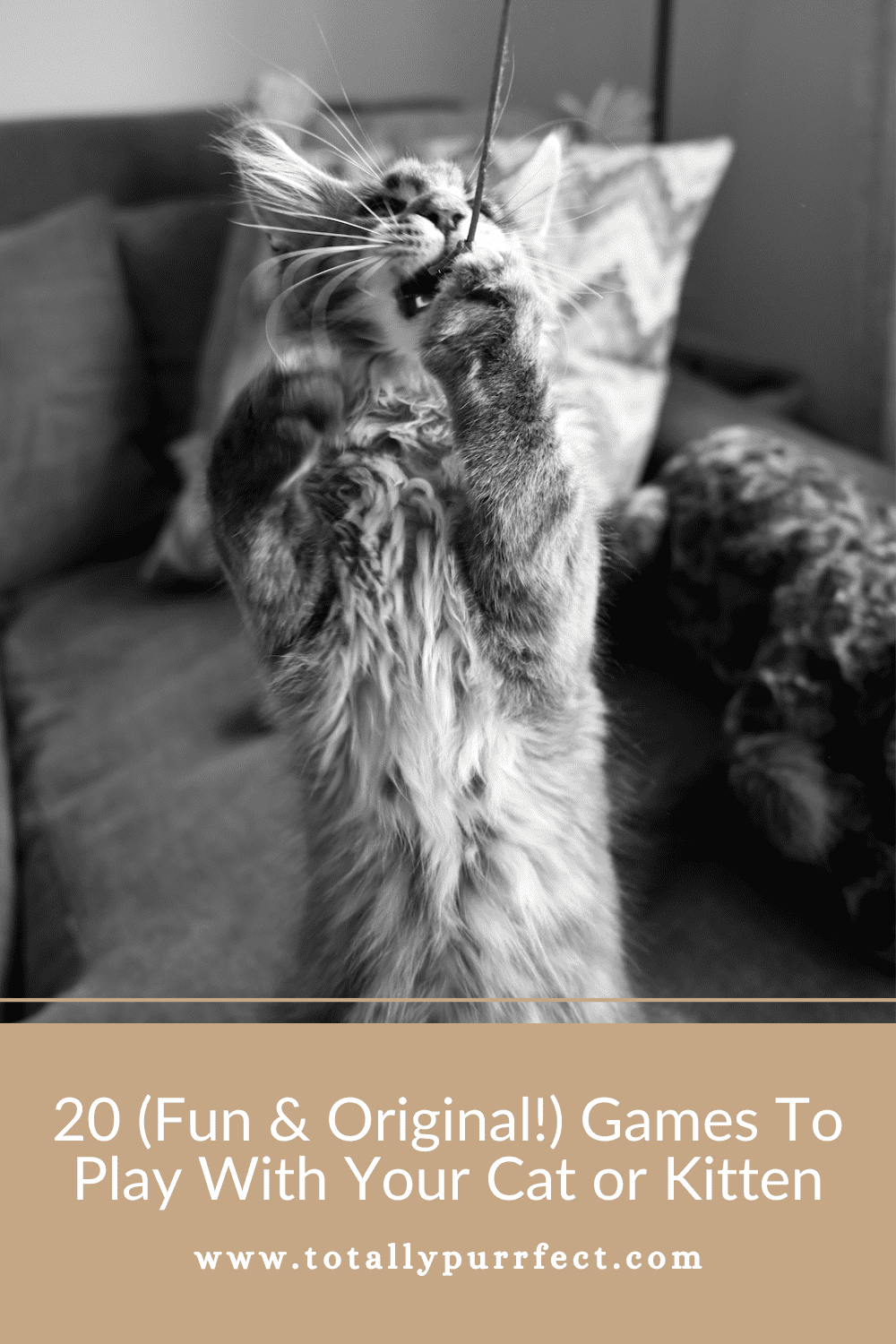 20 (Fun & Original!) Games To Play With Your Cat or Kitten
