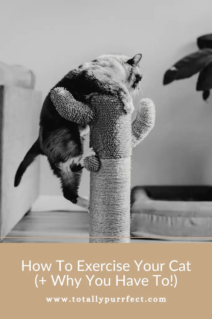 How To Exercise Your Cat