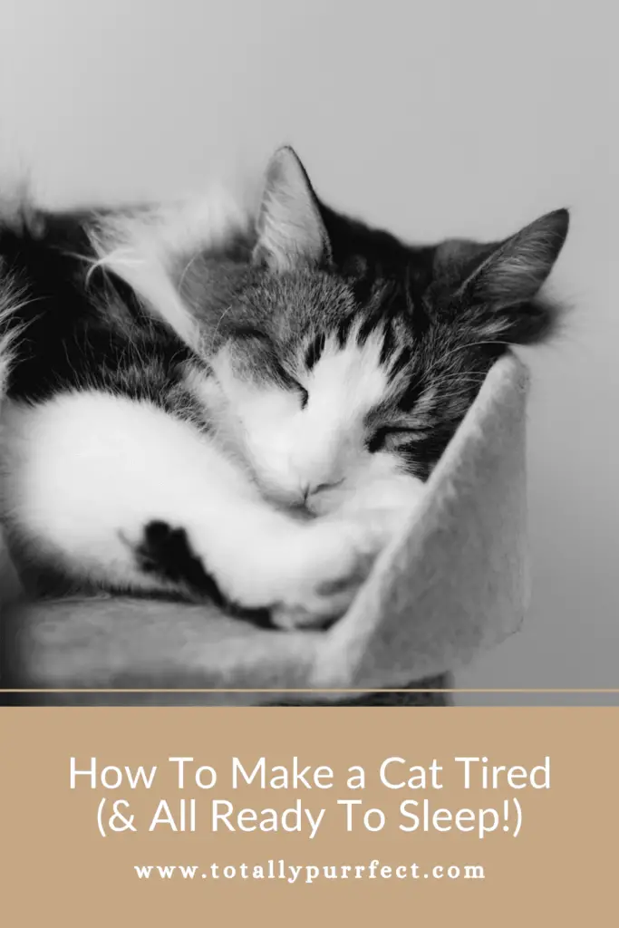 how to make a cat tired