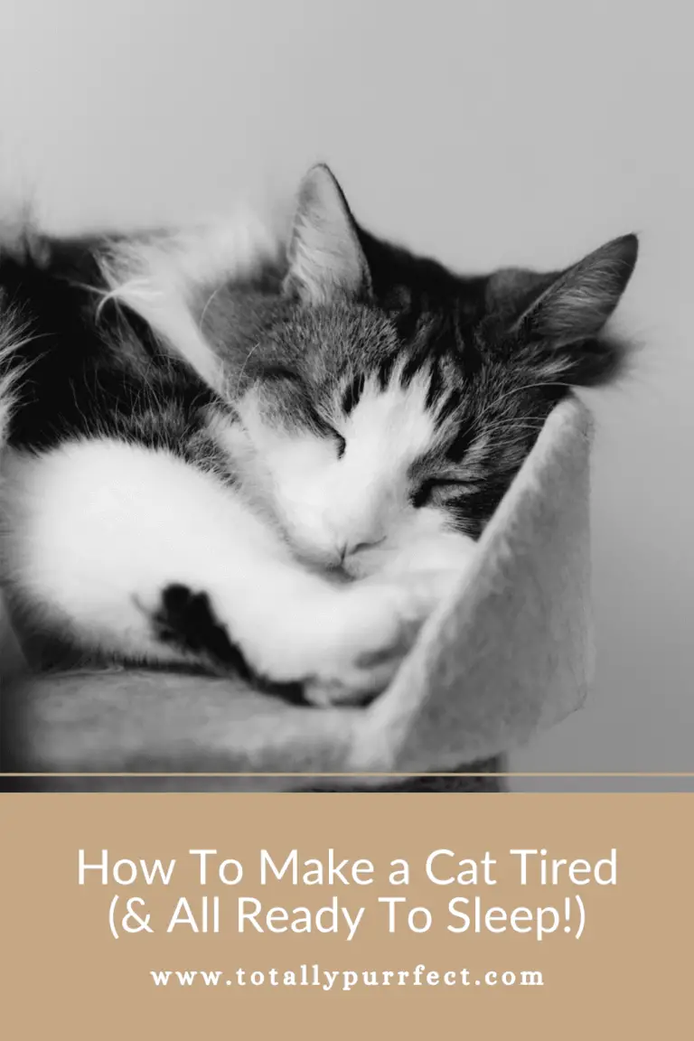How To Make a Cat Tired (7 Essential Steps To Get Them Sleepy!)