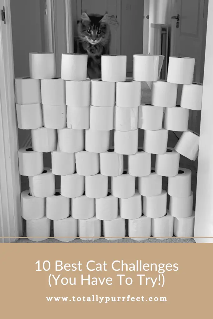 Cat Challenges