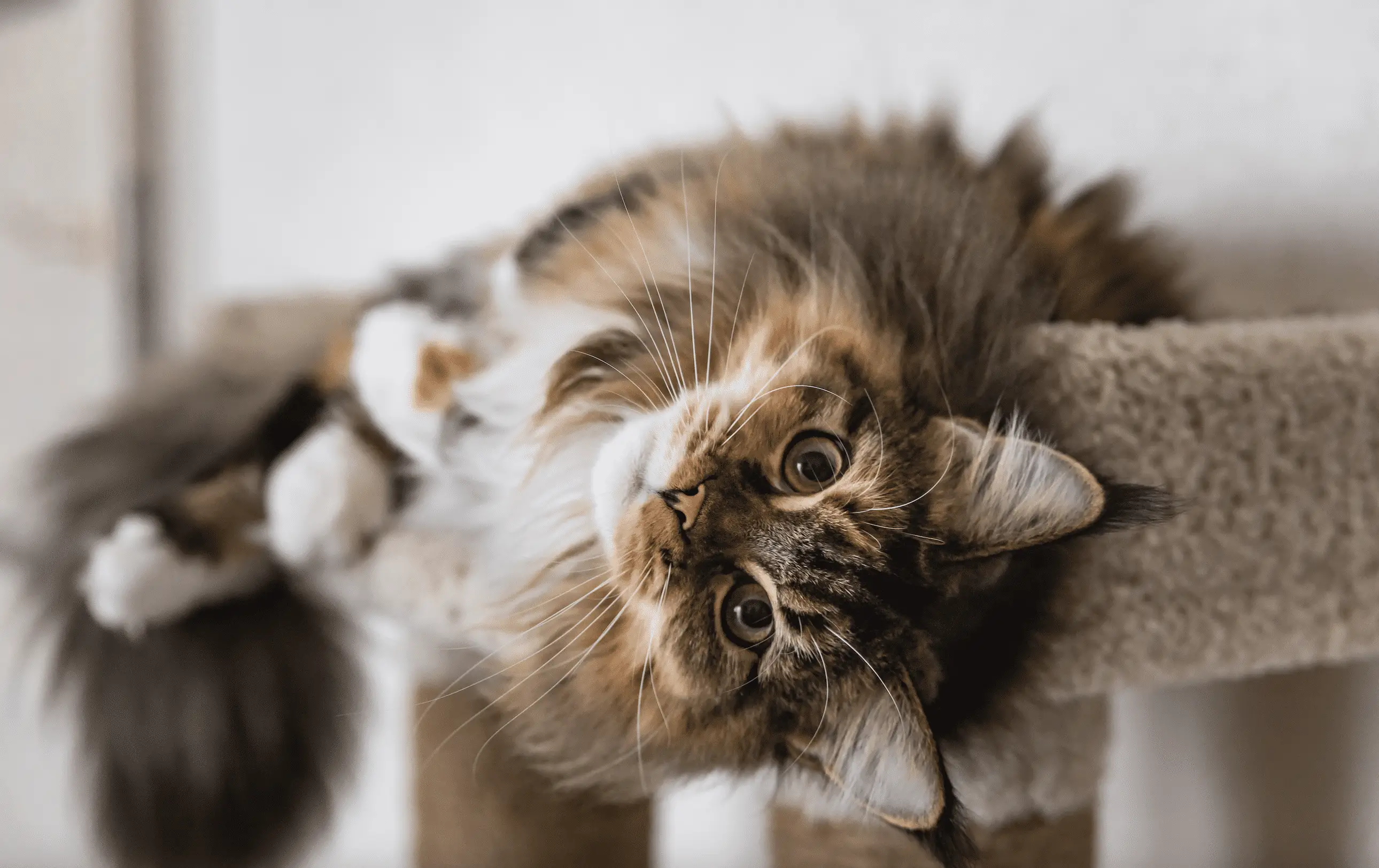Maine Coon Pros and Cons