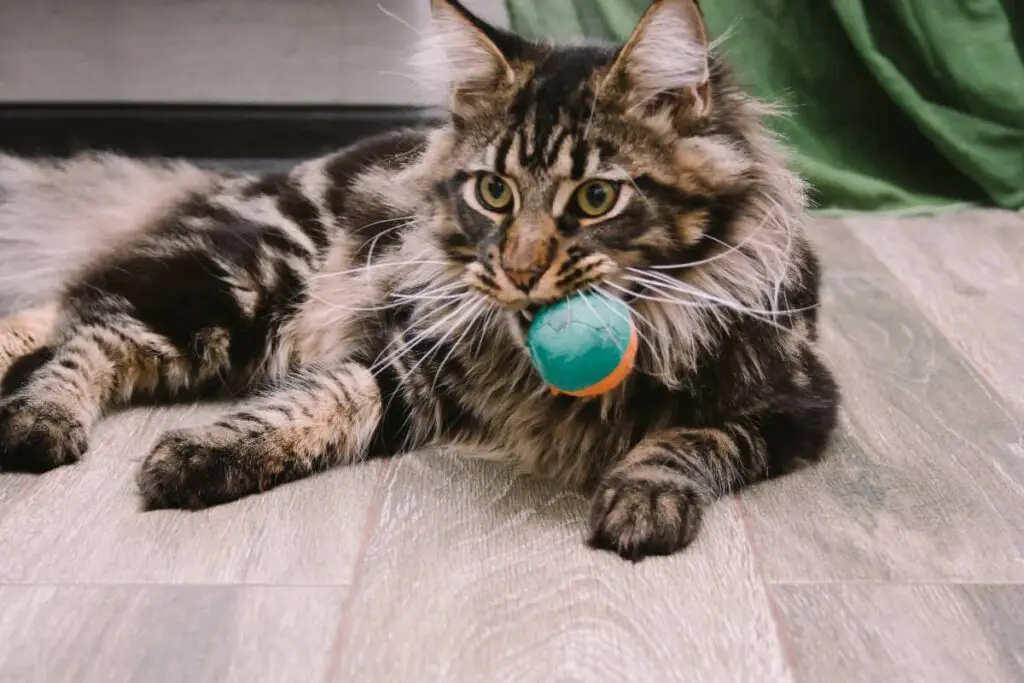 Maine Coon Pros and Cons