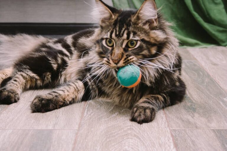 20+ (Honest!) Maine Coon Pros and Cons You Need To Know!