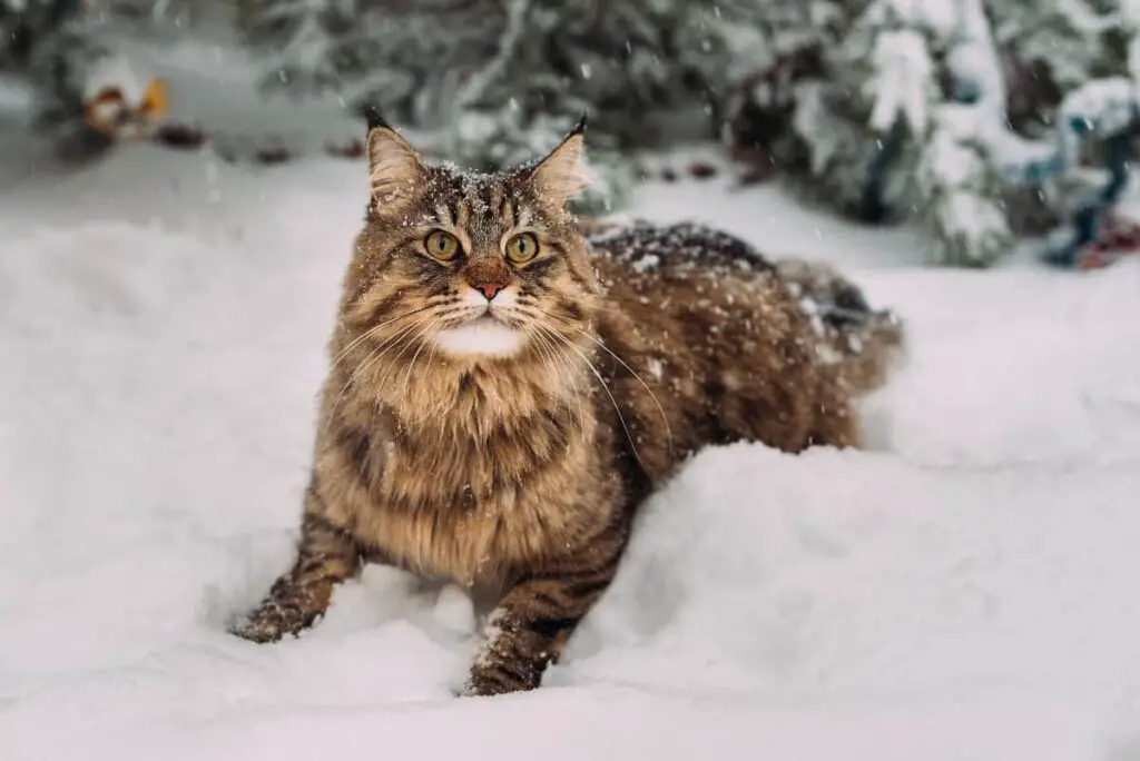 Pros and Cons of Maine Coon Cats