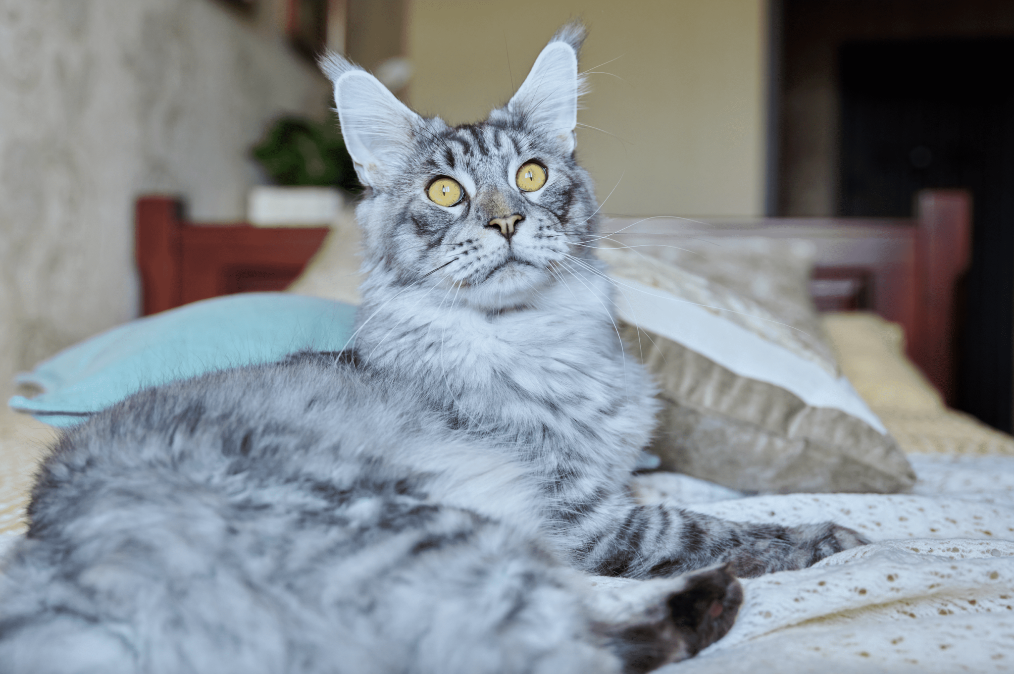 20+ (Honest!) Maine Coon Pros and Cons You Need To Know!