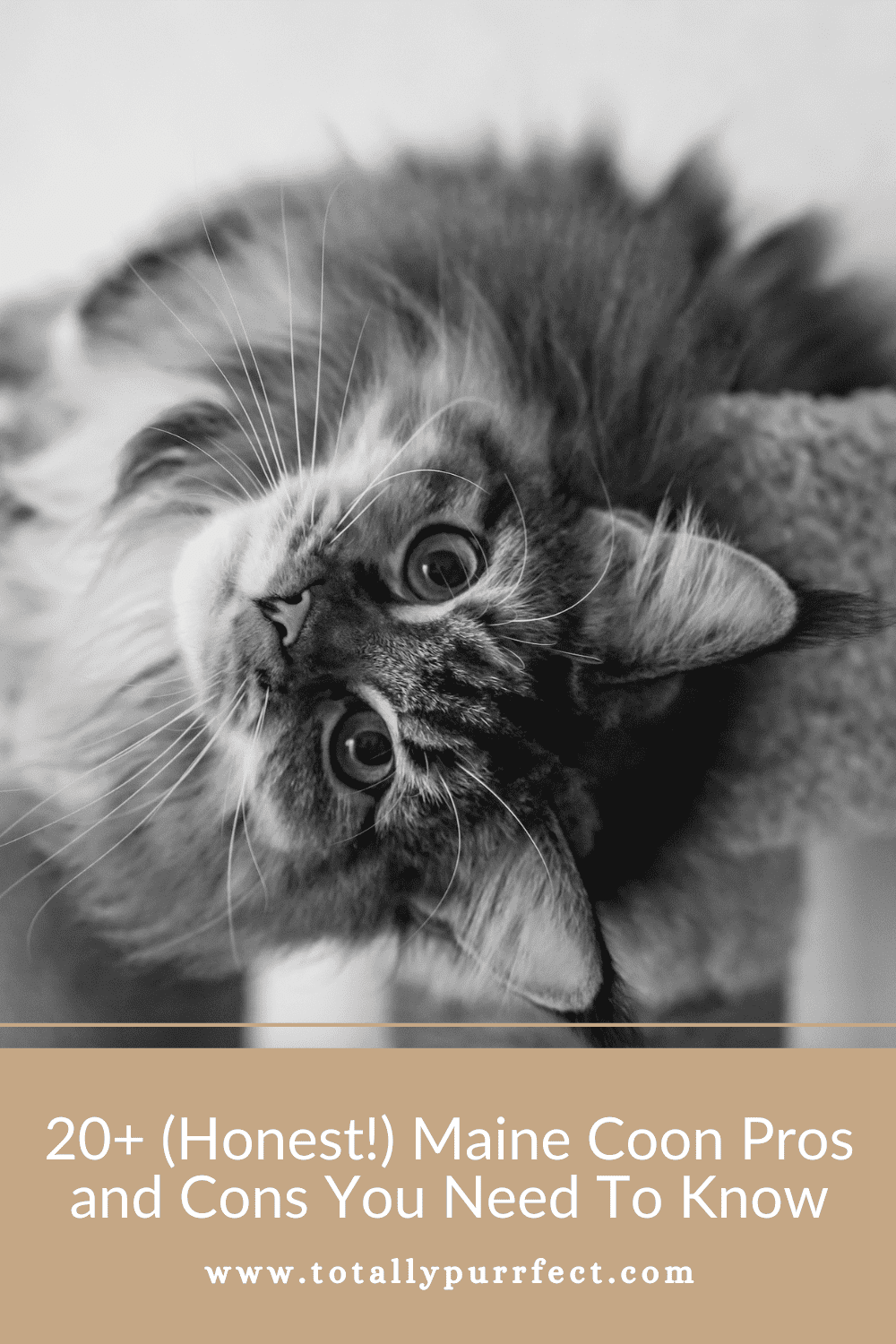 20+ (Honest!) Maine Coon Pros and Cons You Need To Know!