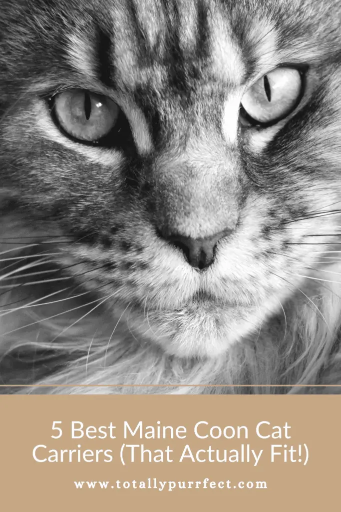best maine coon cat carriers