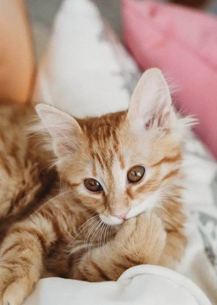 what to call a female orange kitten