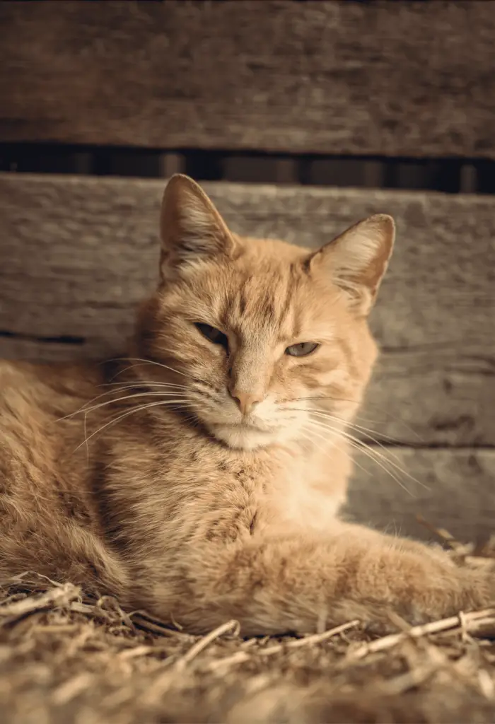 female ginger cat names