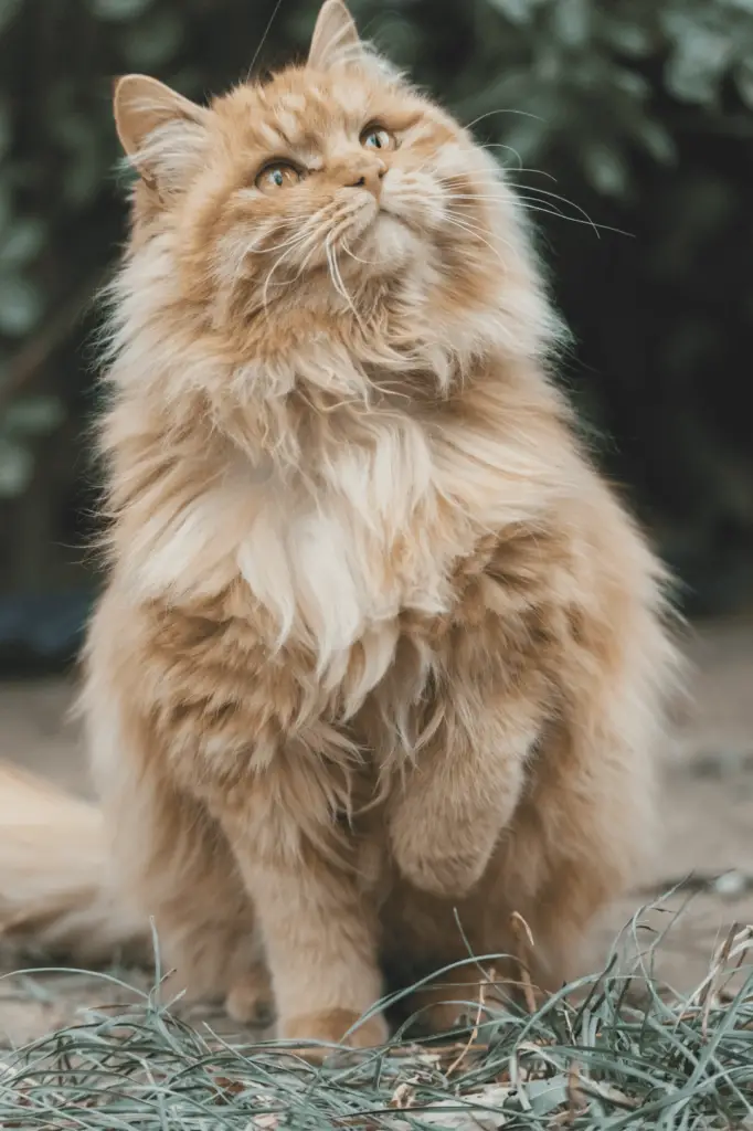 cute ginger cat names