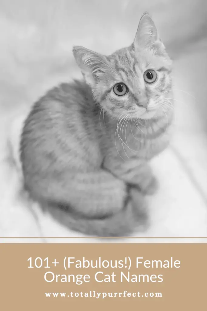 Female Orange Cat Names