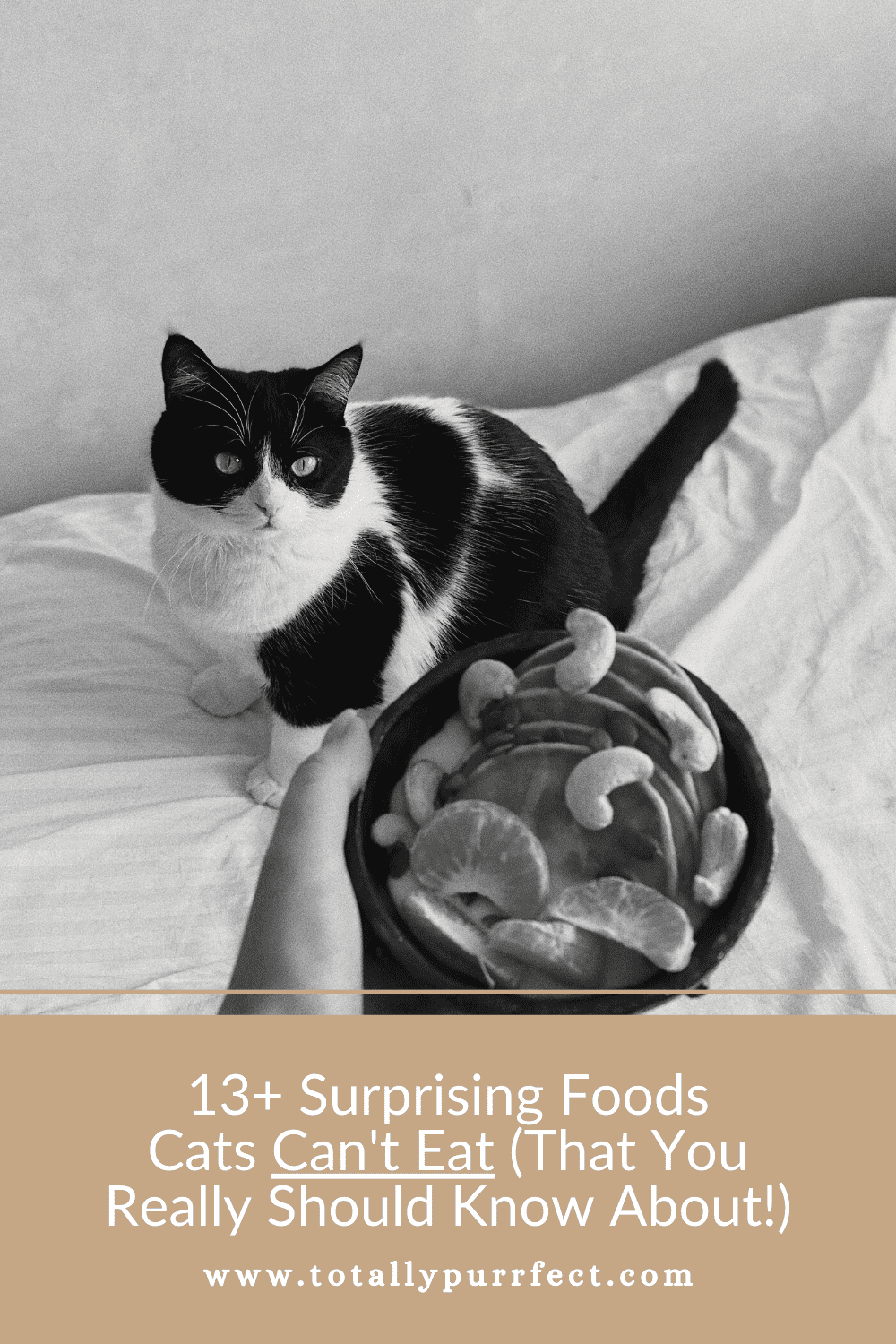 13+ Surprising Foods Cats Can't Eat (That You Must Know About!)