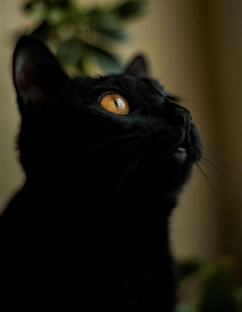 Black Cat Facts