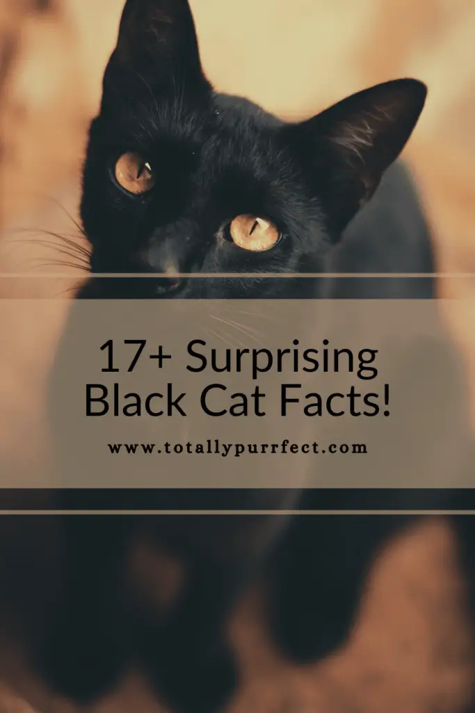 Black Cat Facts