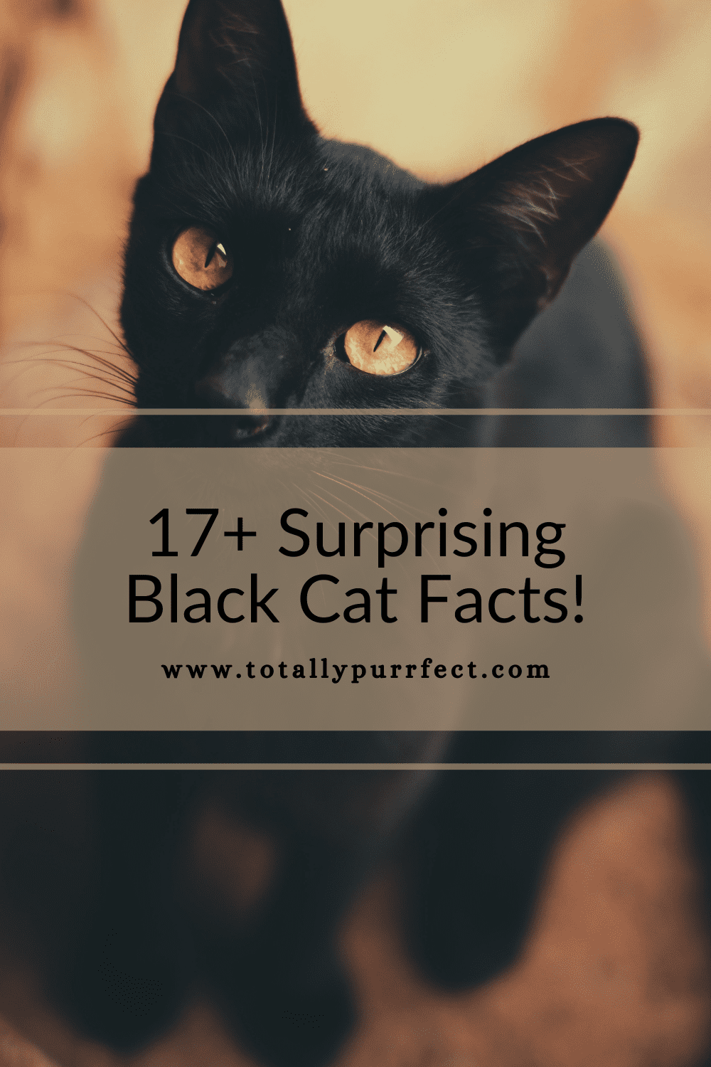 17+ Surprising Black Cat Facts (You Need To Know!)