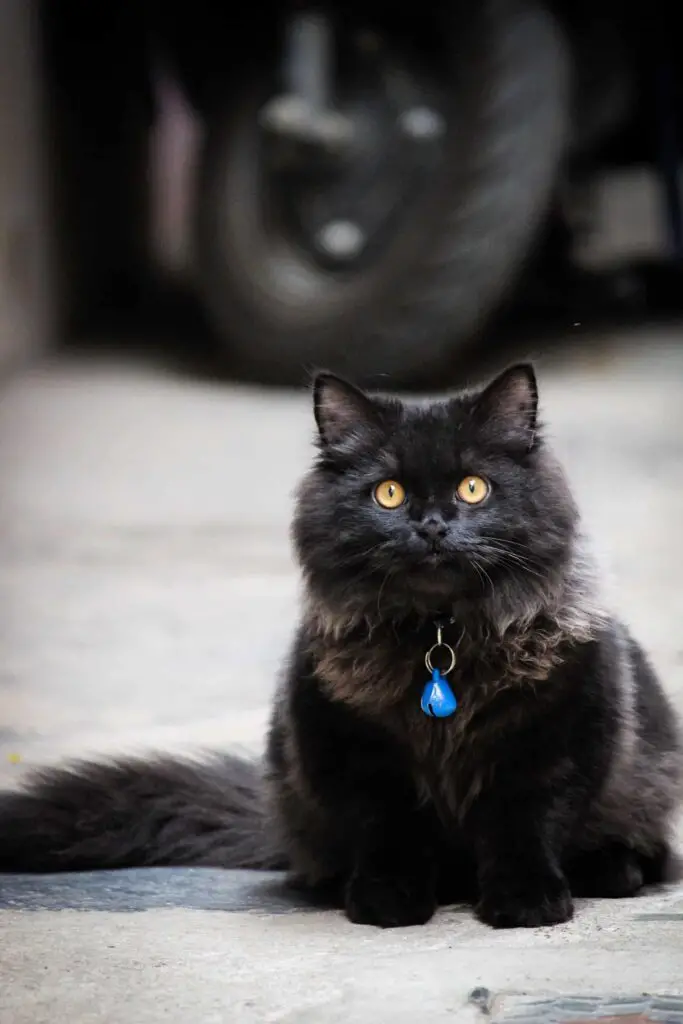 Cute things about black cats