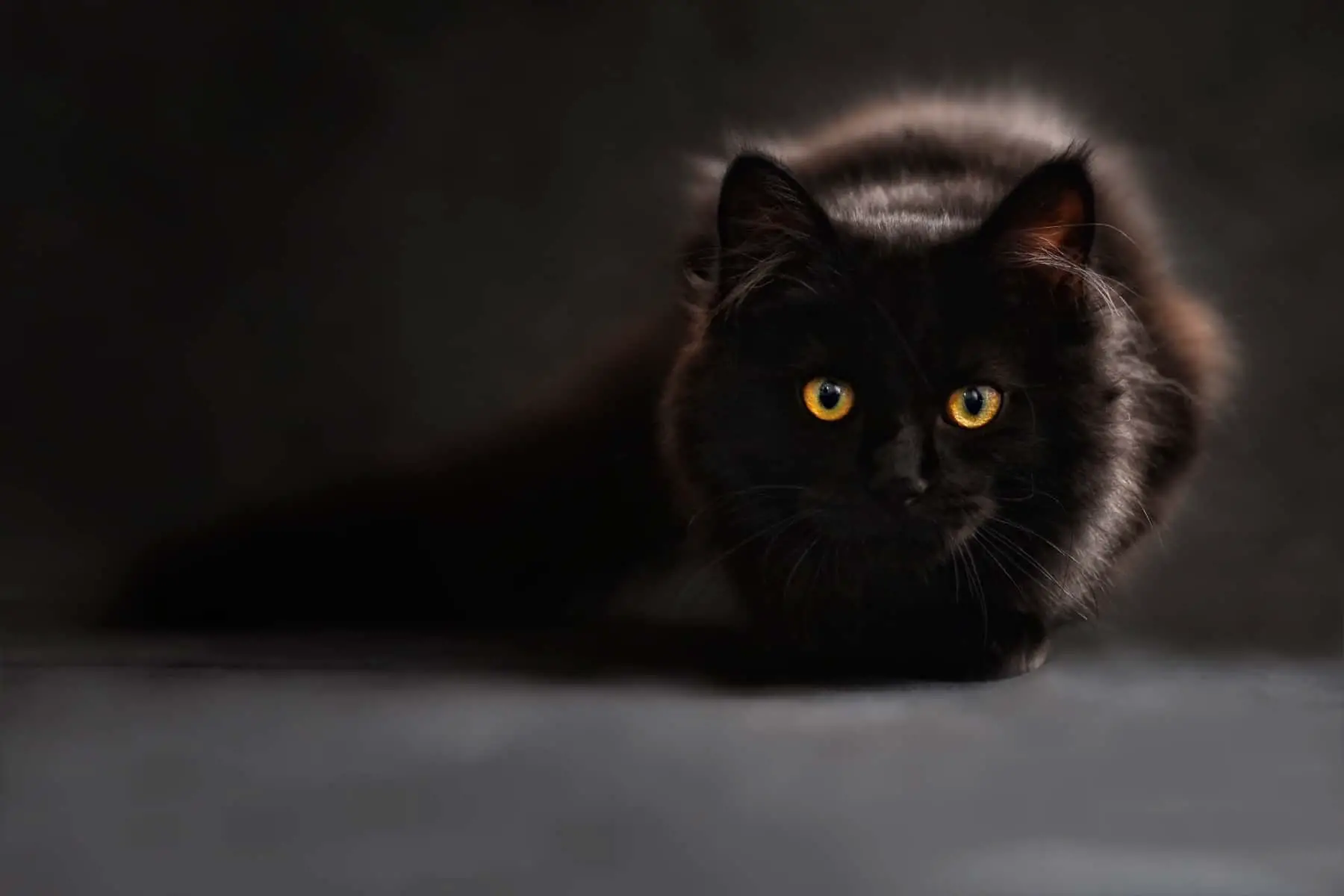Black Cat Facts