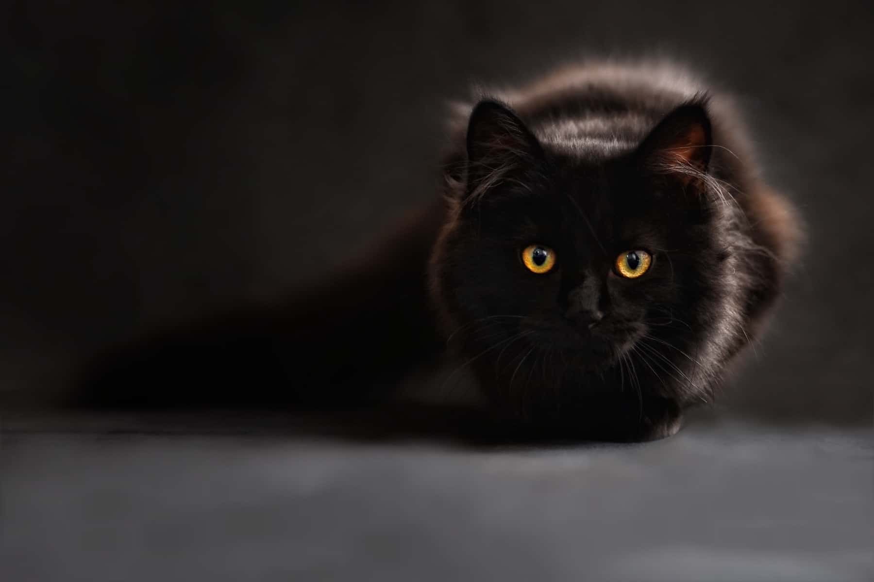 10 fascinating facts about black cats – FELIWAY Shop