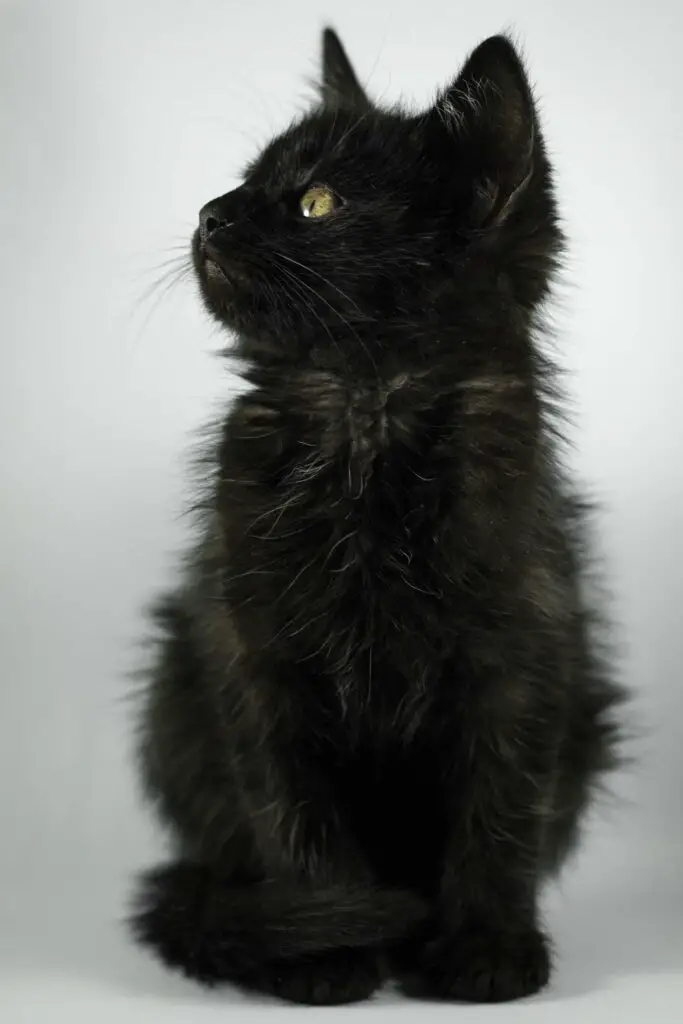 Facts about black cats