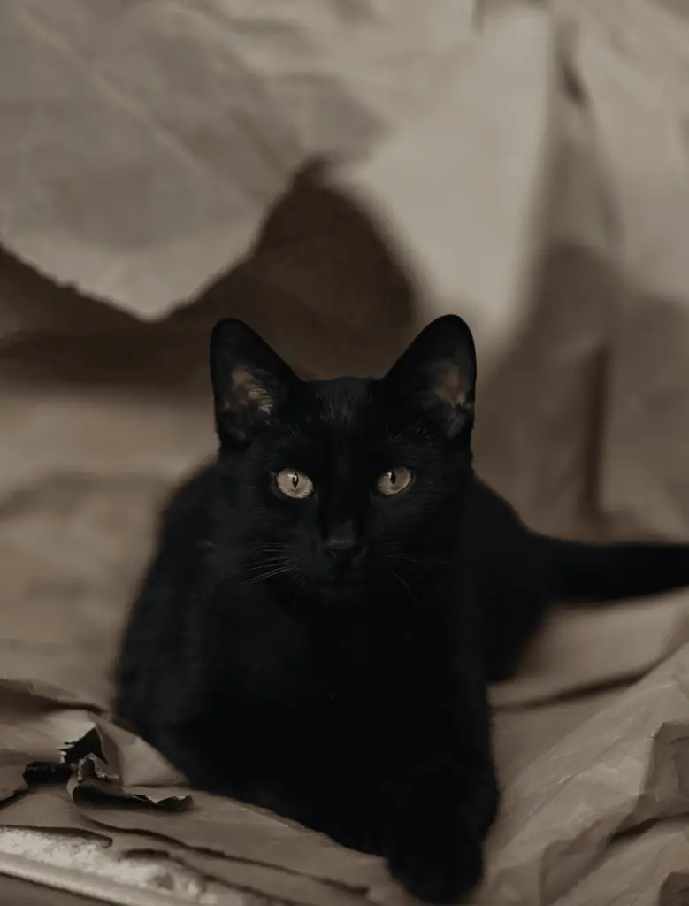 interesting things about black cats