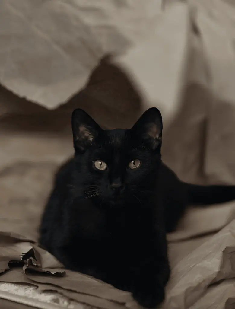 10 fascinating facts about black cats – FELIWAY Shop