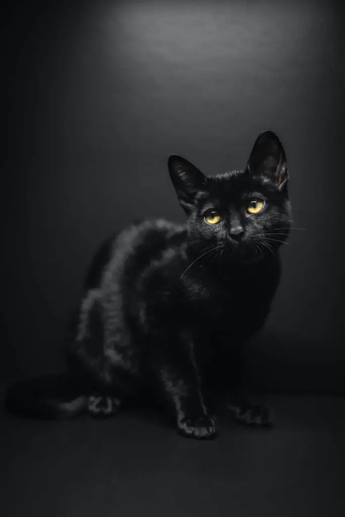 are black cats popular?