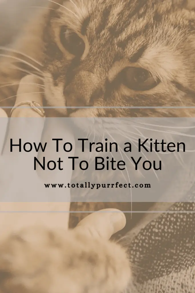 how to train a kitten not to bite you