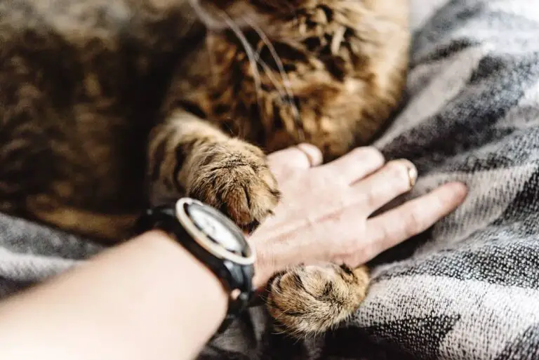 How To Train a Kitten Not To Bite (Get Kitten To Stop Biting NOW!)