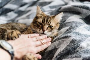 How To Train a Kitten Not To Bite (Get Kitten To Stop Biting NOW!)