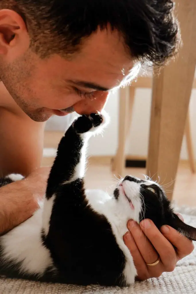 How to stop kitten from biting me sales