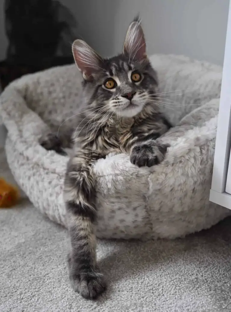 6 (Unbeatable!) Maine Coon Cat Beds They Will Actually Use!