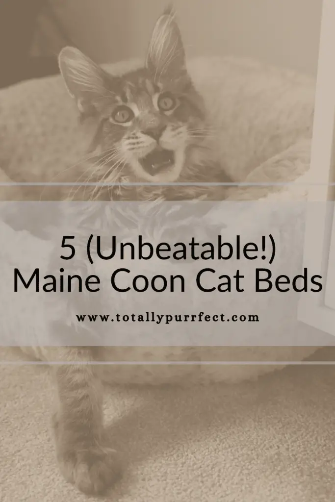 Maine Coon Cat Beds