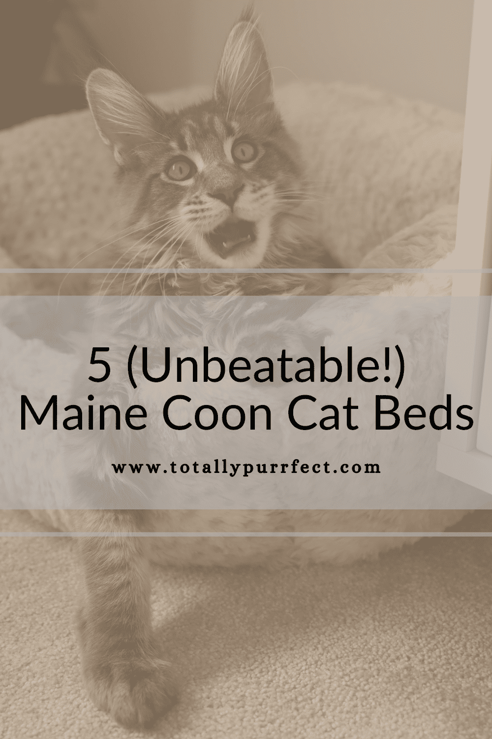 6 (Unbeatable!) Maine Coon Cat Beds They Will Actually Use!