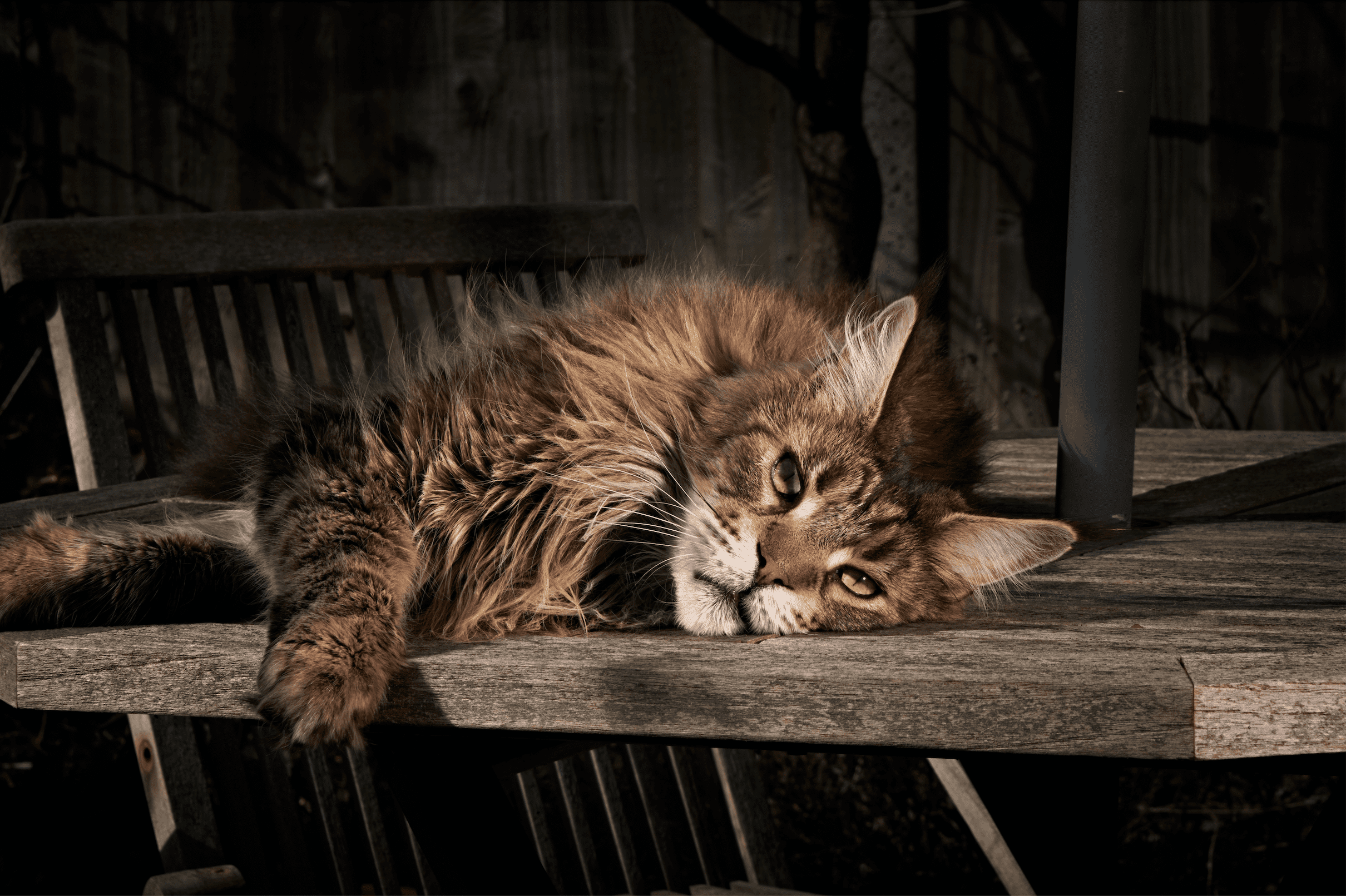 What is a Maine Coon Cat?