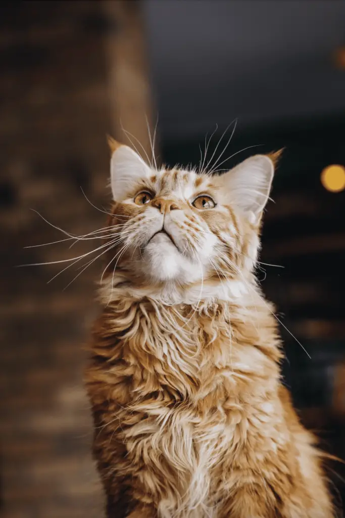 Where did Maine Coon's come from?