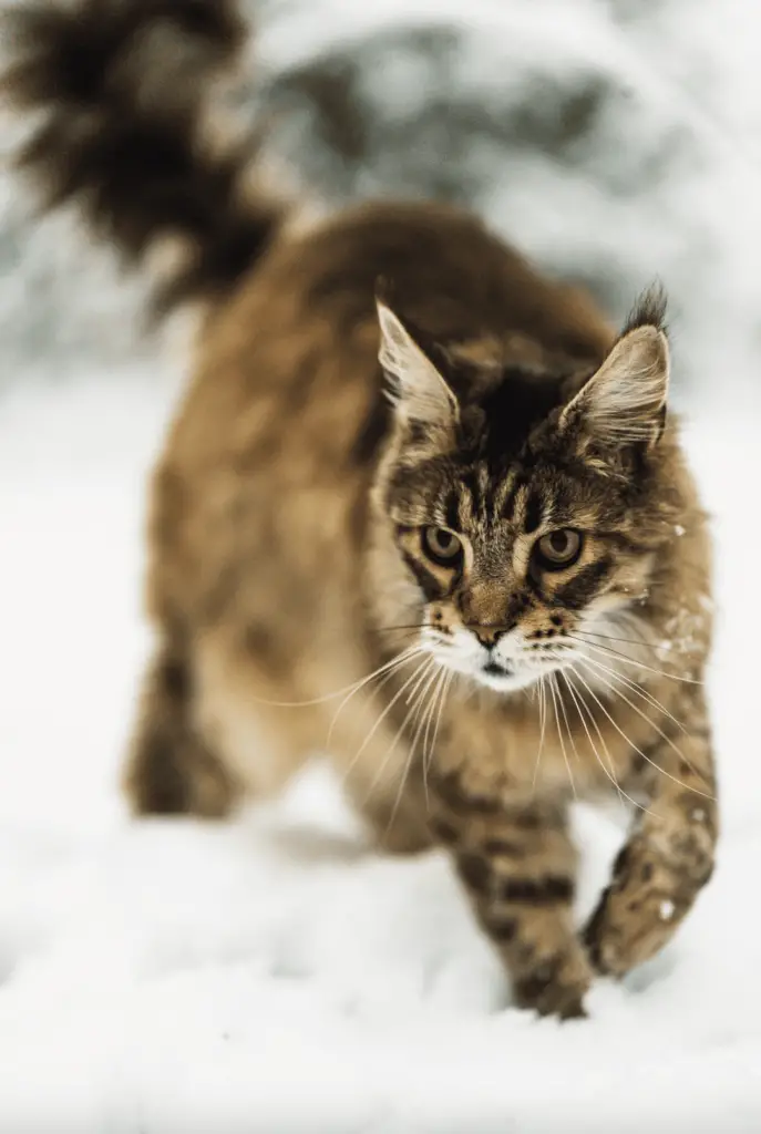 Maine Coon history