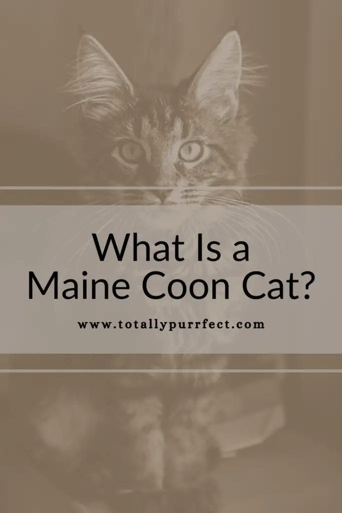 What is a Maine Coon?
