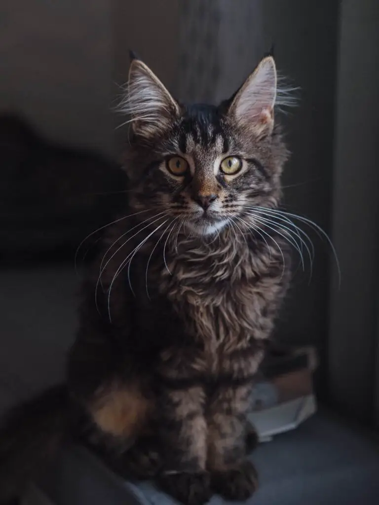 Key features of a Maine Coon Cat