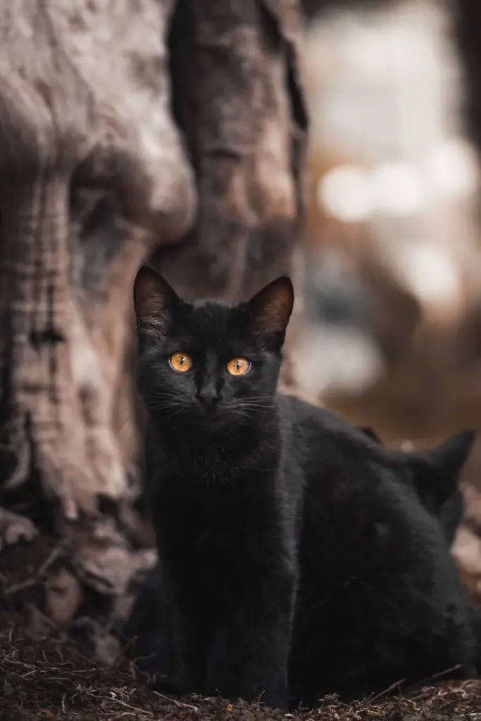 history of black cats