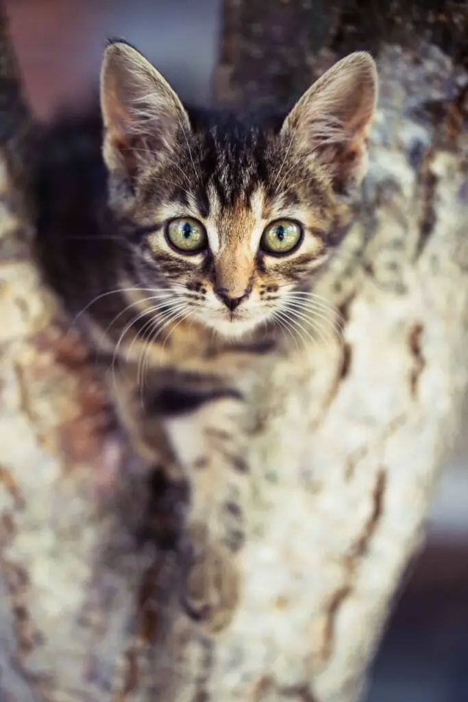 tabby cat kitten