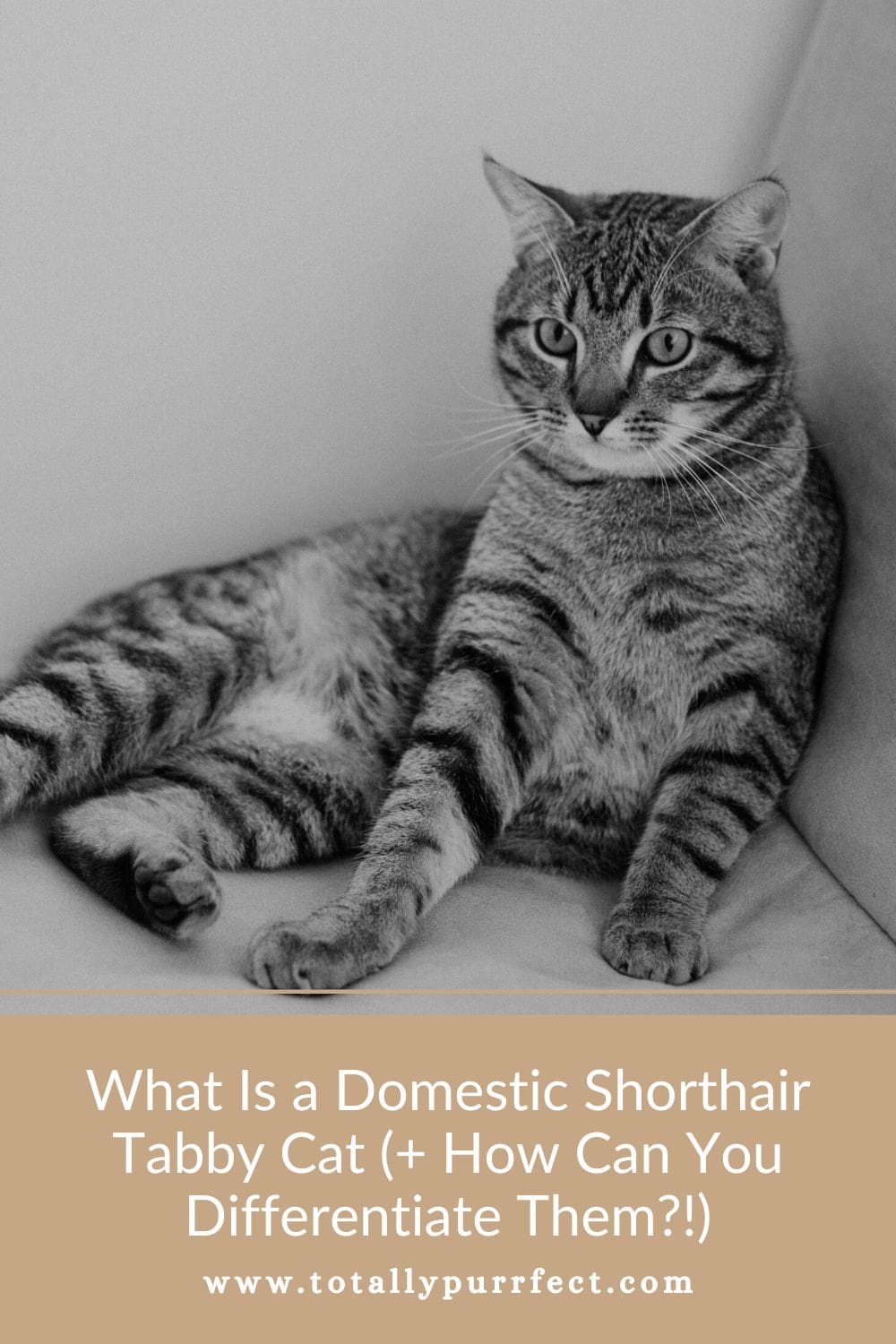 What Is a Domestic Shorthair Tabby Cat? (+ How To Differentiate)
