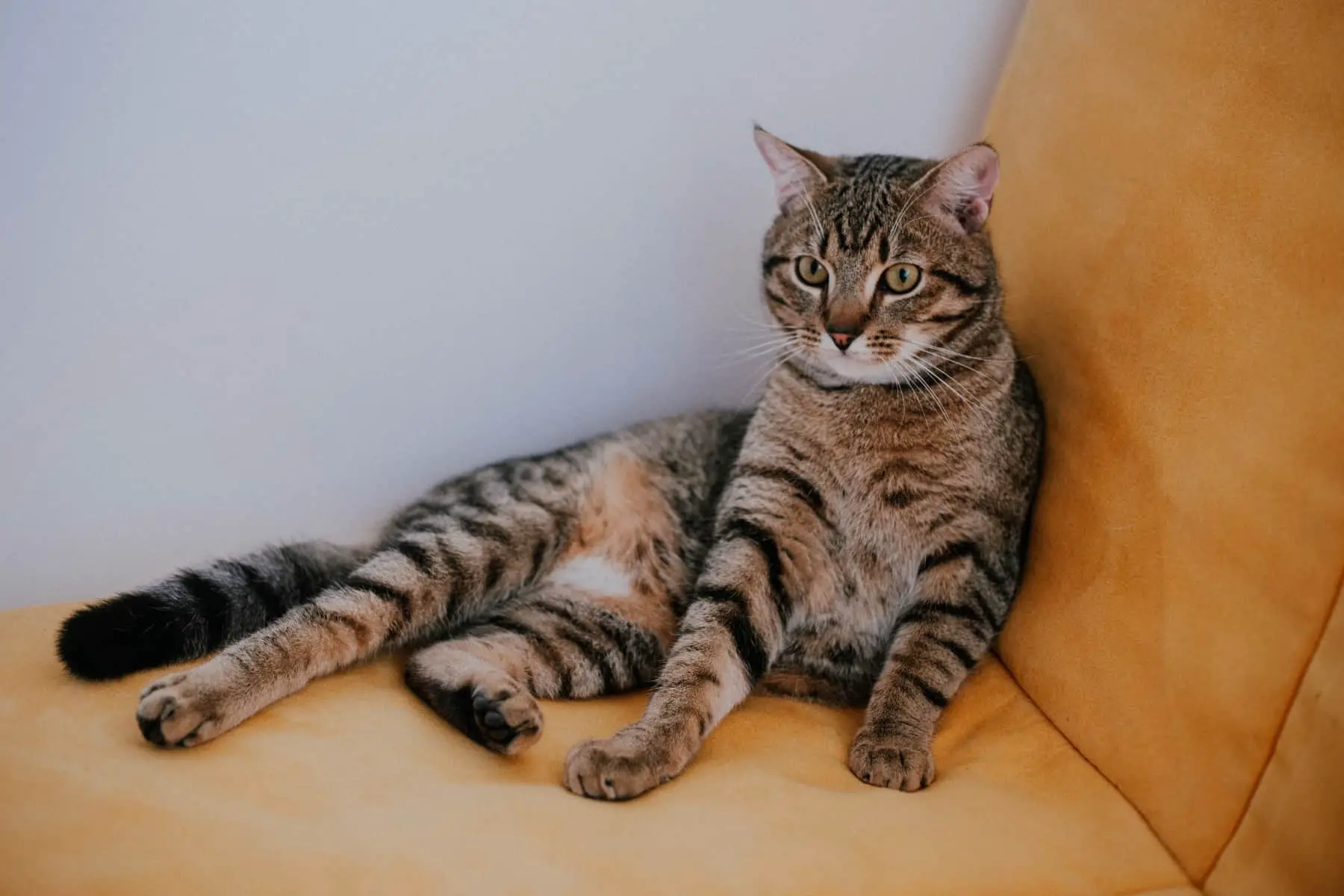 Domestic Shorthair Tabby Cat