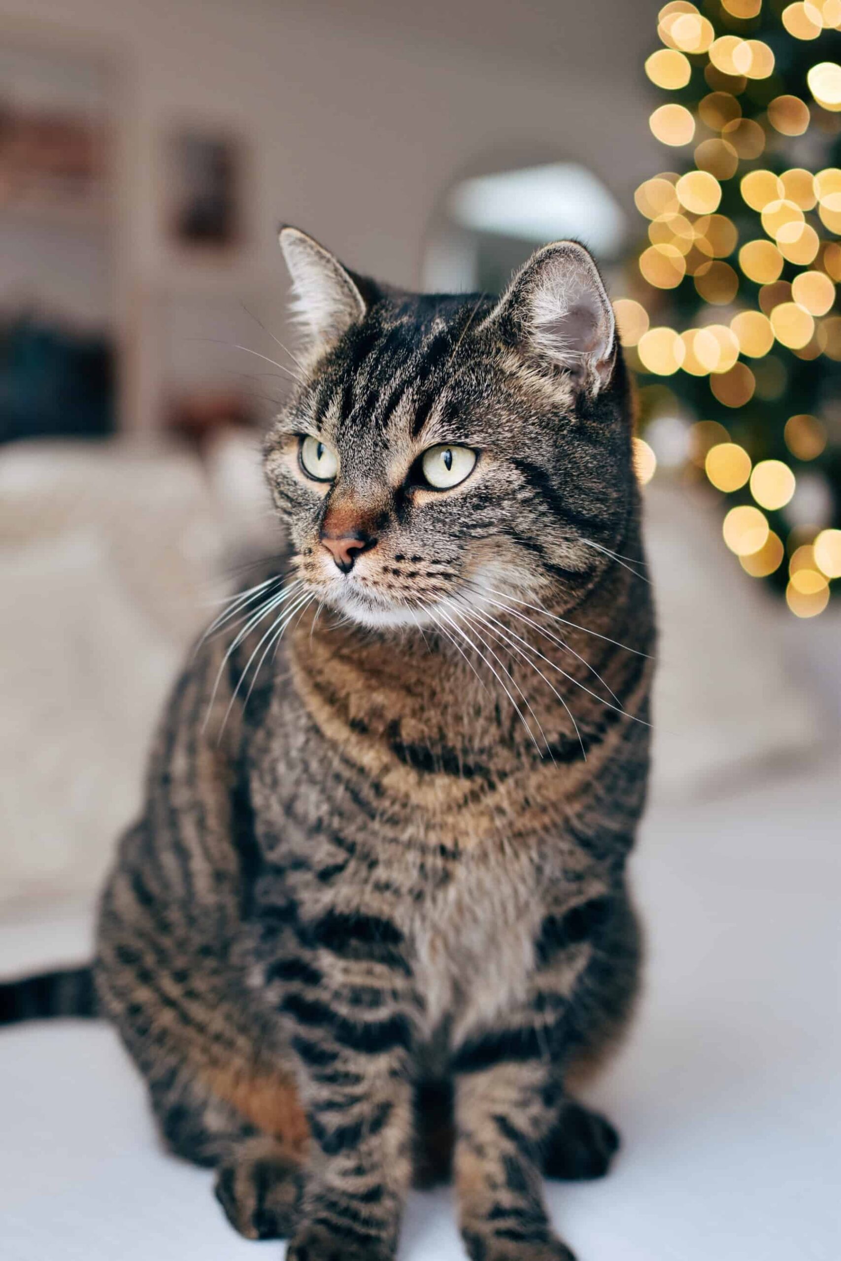 What Is a Domestic Shorthair Tabby Cat? (+ How To Differentiate)
