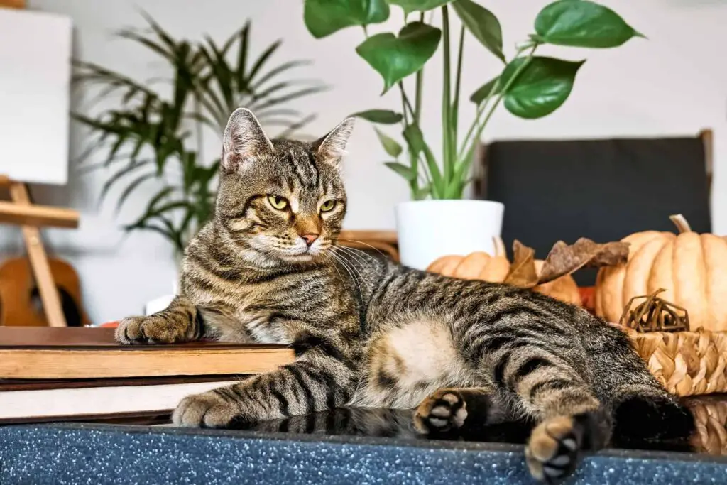 how do I know if I have a domestic shorthair tabby cat